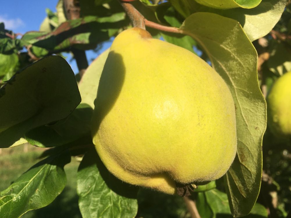 Cydonia 'Vranja' CAC Quitte 'Vranja'