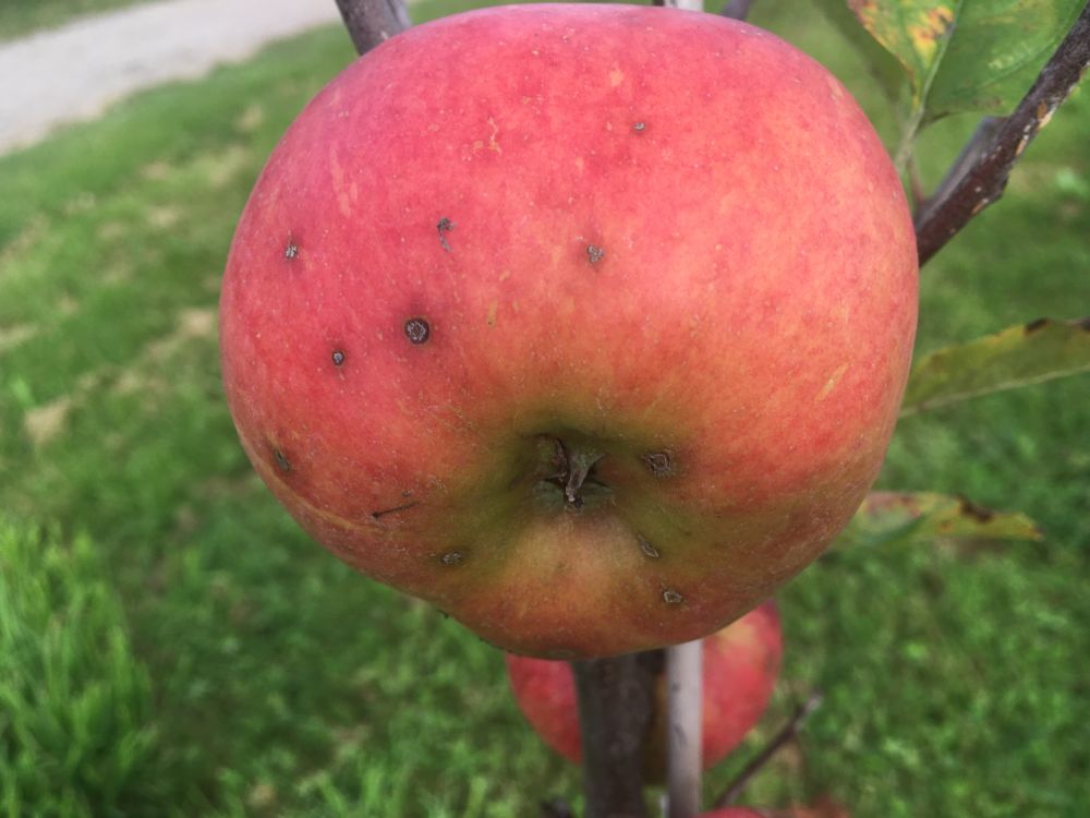 Malus 'Red Topaz' -S- CAC Apfel 'Red Topaz' -S-