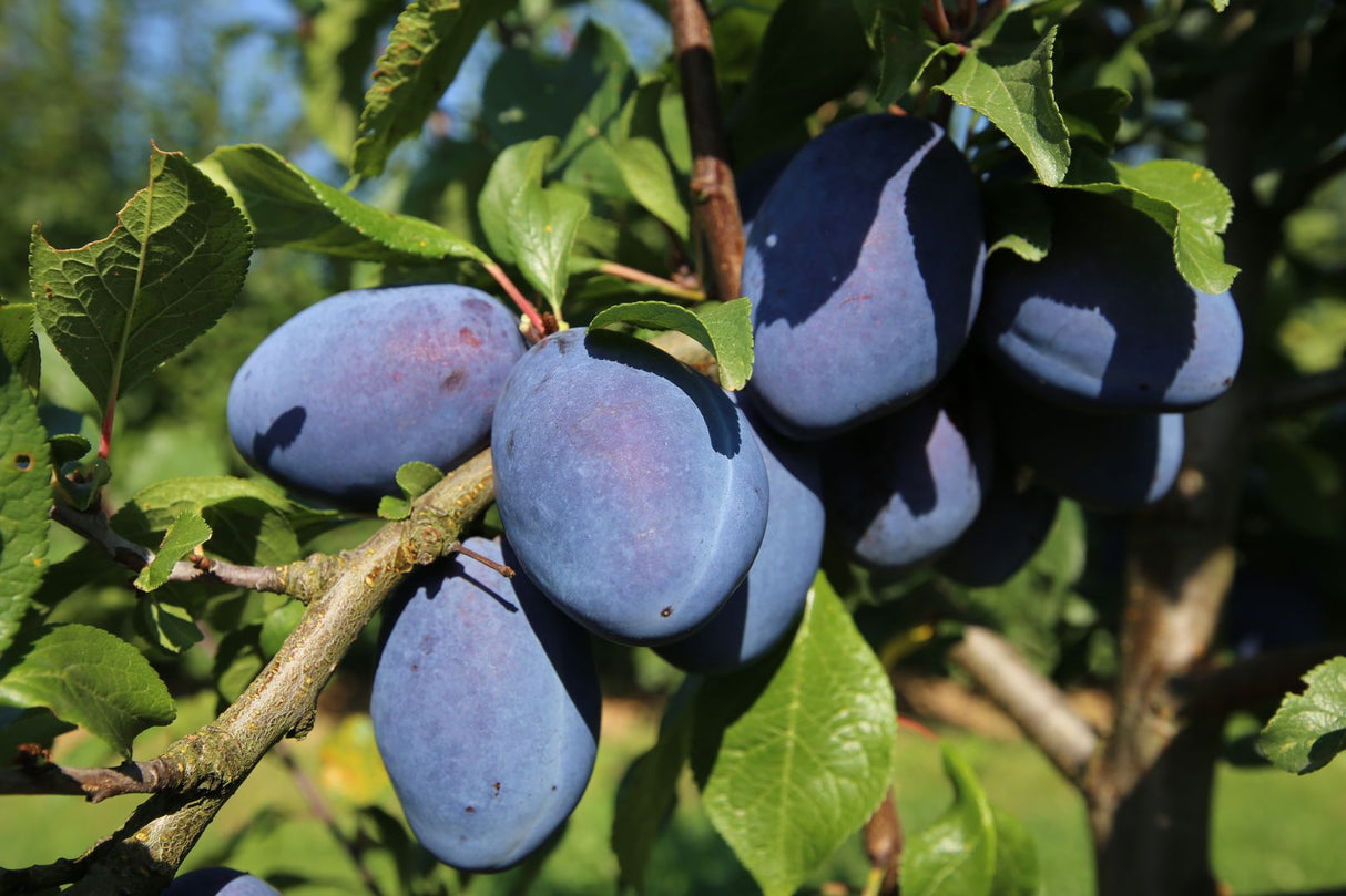 Prunus dom.'Joganta' -R- CAC Zwetsche 'Joganta' -R-