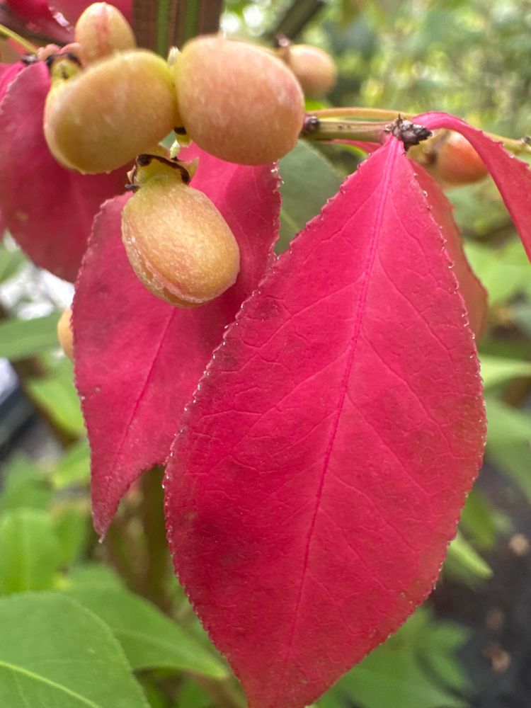 Euonymus alatus 'Chicago Fire' Korkflügelstrauch 'Chicago Fire'
