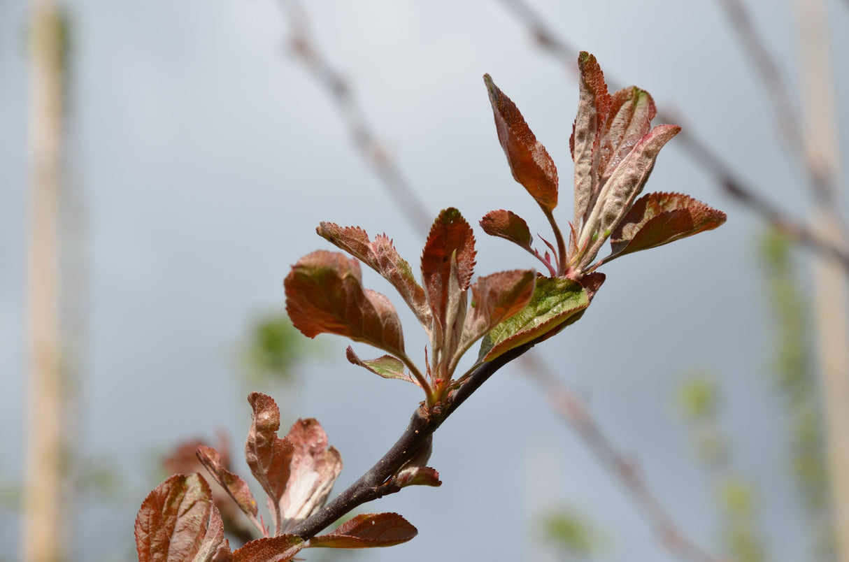 Malus 'Geneva' CAC Apfel 'Geneva'