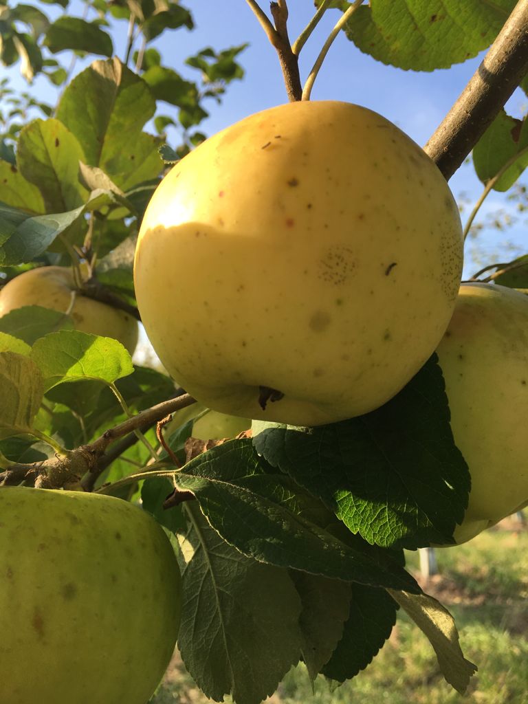 Malus 'Landsberger Renette' CAC Apfel 'Landsberger Renette' mittel