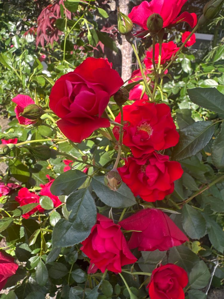 Rosa 'Black Forest Rose' -R- BT III Beetrose 'Black Forest Rose' -R-