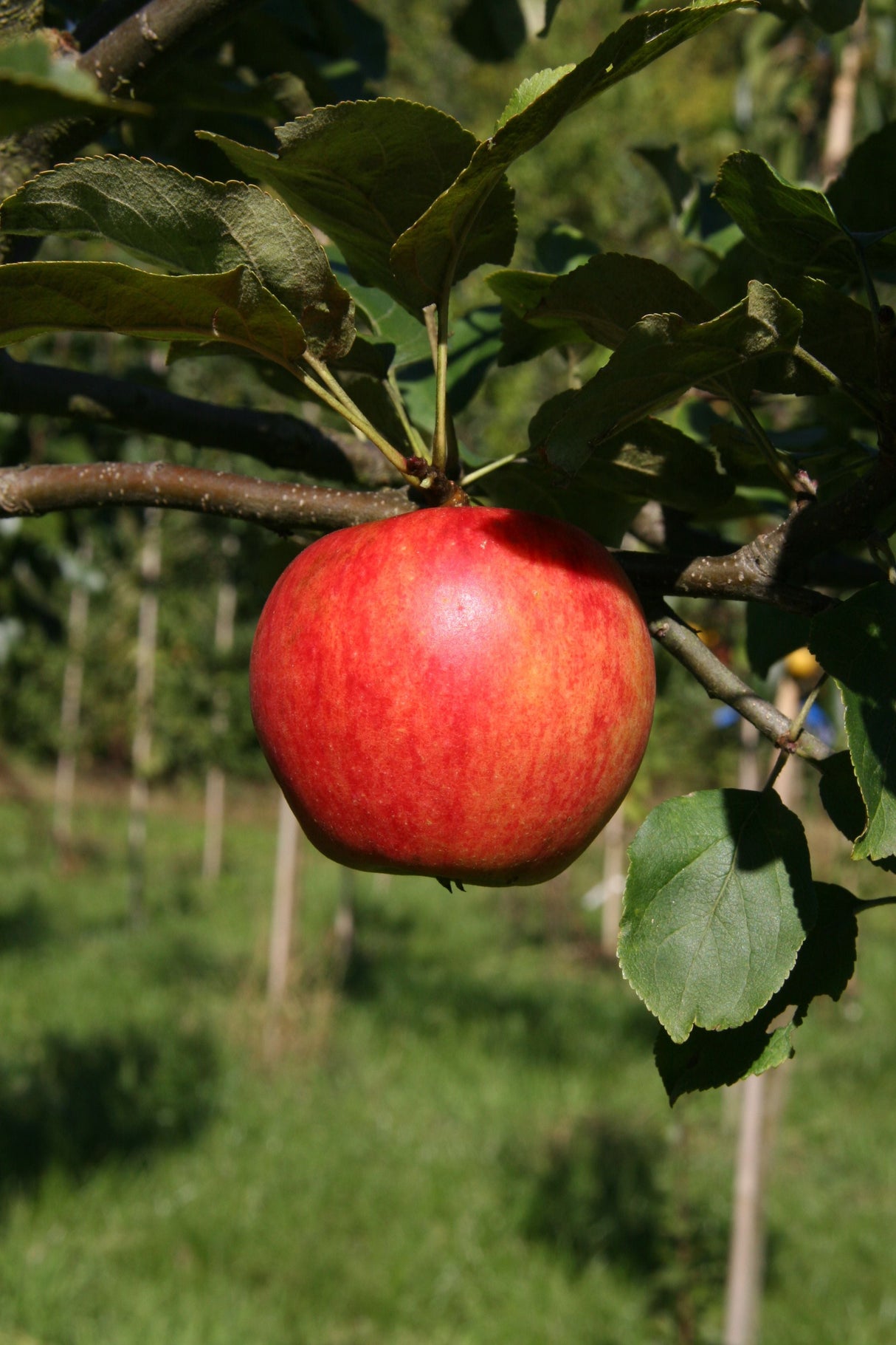 Malus 'Geheimrat Dr. Oldenburg' CAC Apfel 'Geheimrat Dr.Oldenburg' mittel