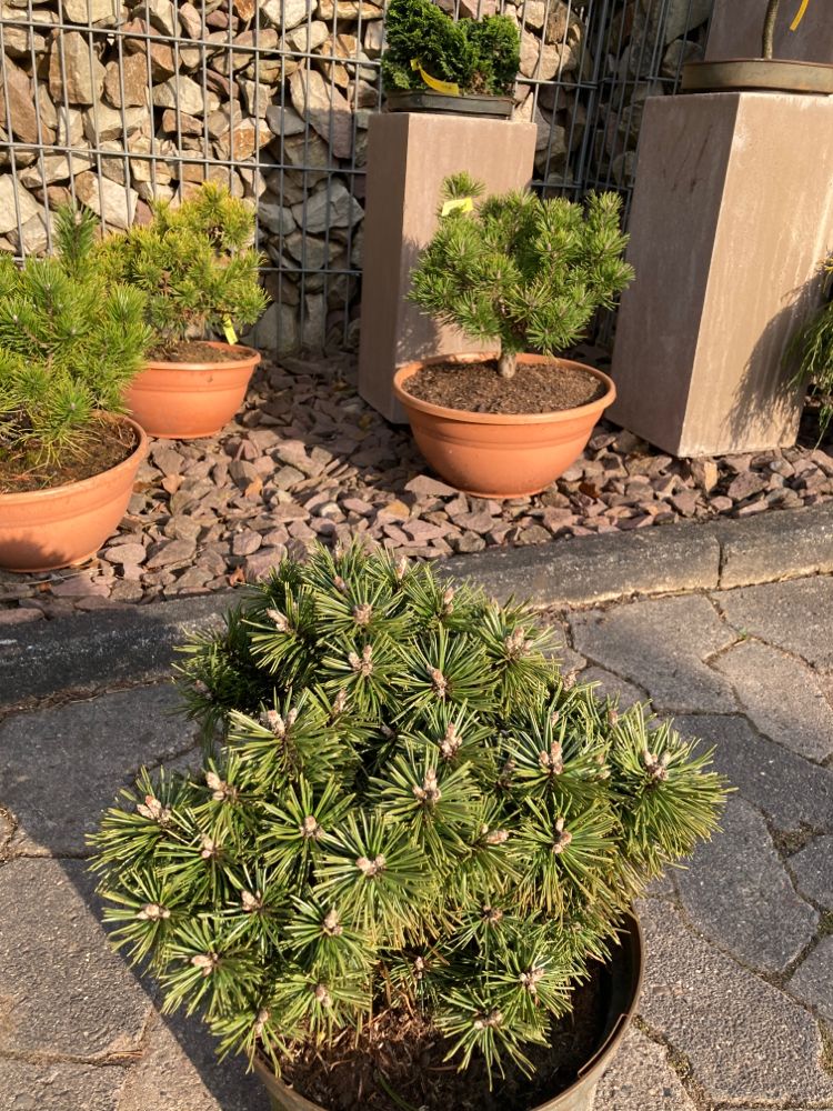 Pinus mugo 'Benjamin' Berg-Kiefer 'Benjamin'