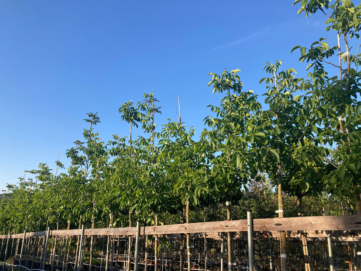 Juglans regia Echte Walnuss