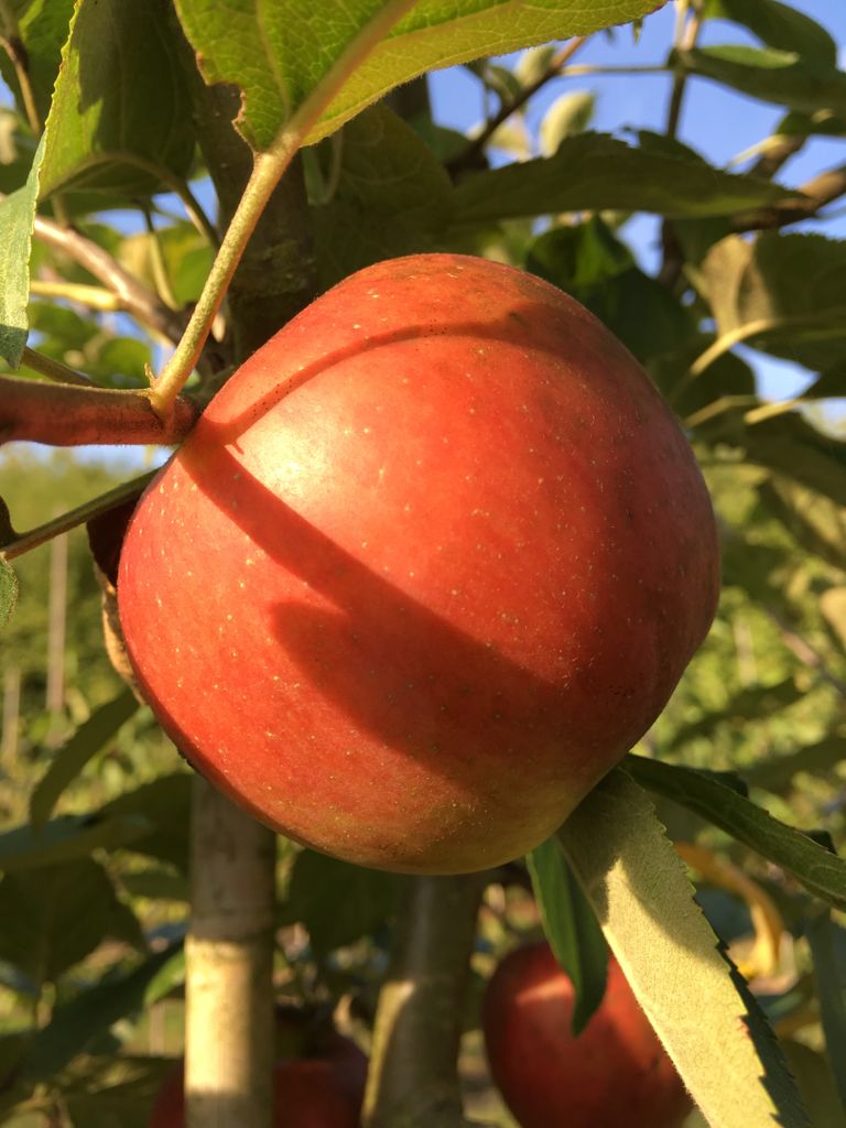 Malus 'Kaiser Wilhelm' CAC Apfel 'Kaiser Wilhelm' spät