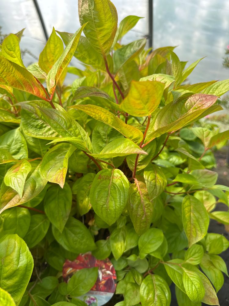Weigela florida 'Wings of Fire' Weigelie 'Wings of Fire'