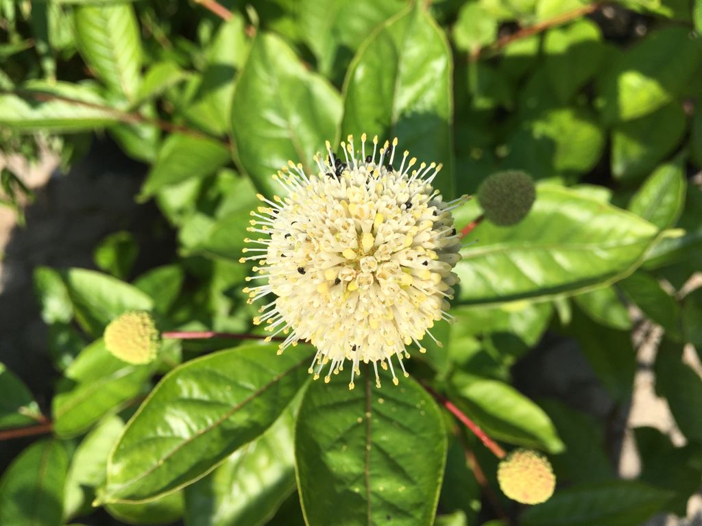Cephalanthus occidentalis Knopfbusch
