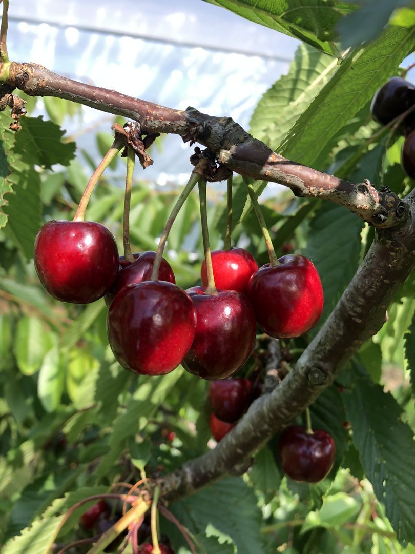 Prunus av.'Kira' -S- CAC Süßkirsche 'Kira' -S-