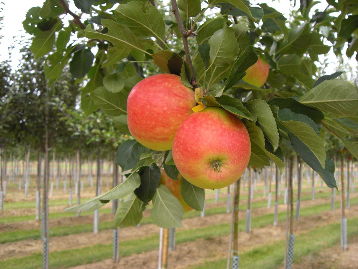 Malus 'James Grieve' CAC Apfel 'James Grieve' mittel