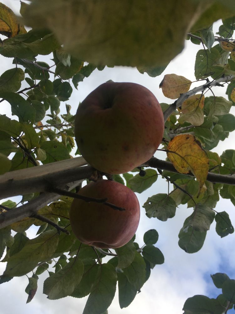Malus 'Jamba 69' CAC Apfel 'Jamba 69' früh