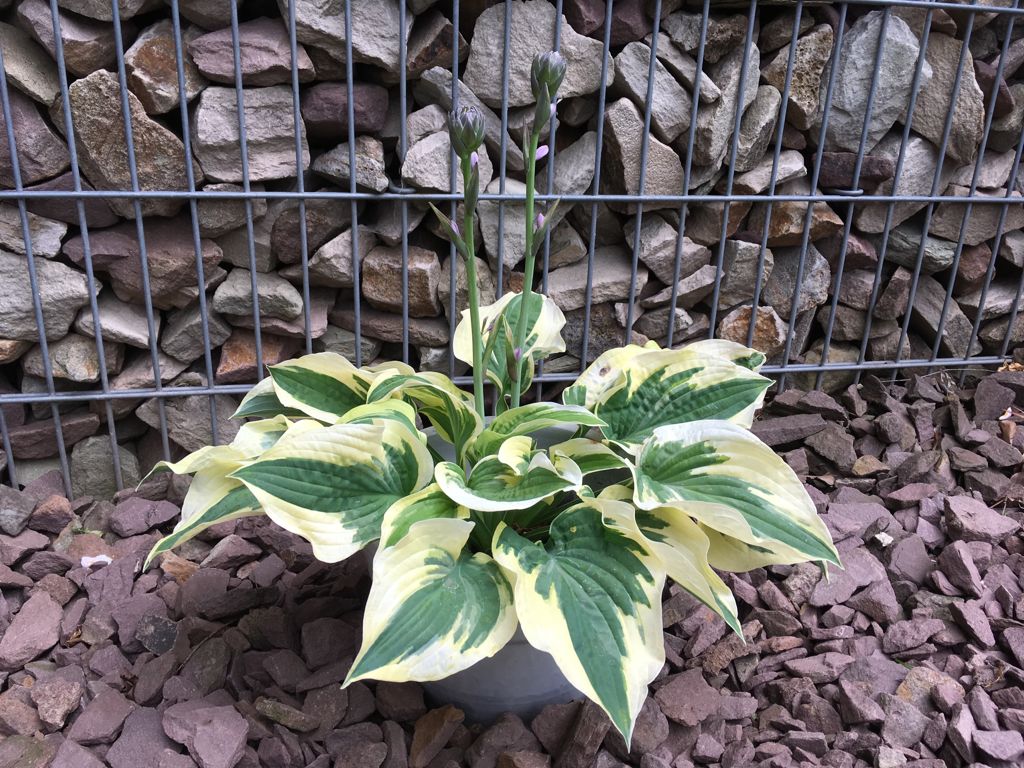 Hosta Hybride `White Brim` Kleine Gelbrand-Garten-Funkie
