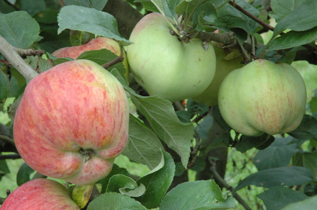 Malus 'Geflammter Kardinal' CAC Apfel 'Geflammter Kardinal' mittel