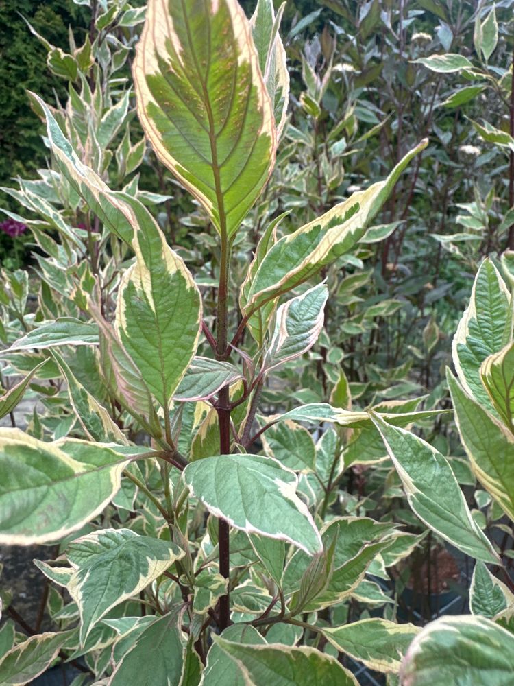 Cornus alba 'Miracle' -R Purpur-Hartriegel