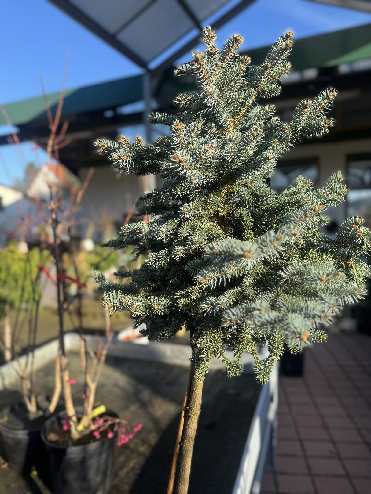 Picea pungens 'Glauca Globosa' Kleine Blaufichte