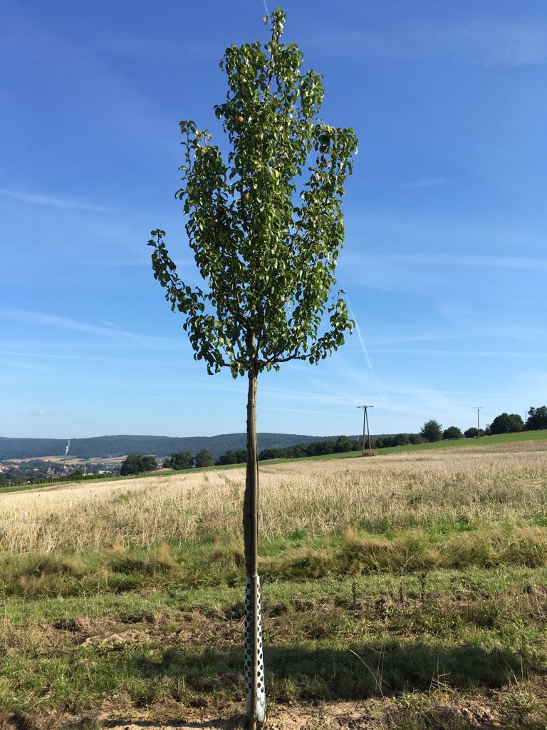 Pyrus com.'Condo' CAC Birne 'Condo' mittel