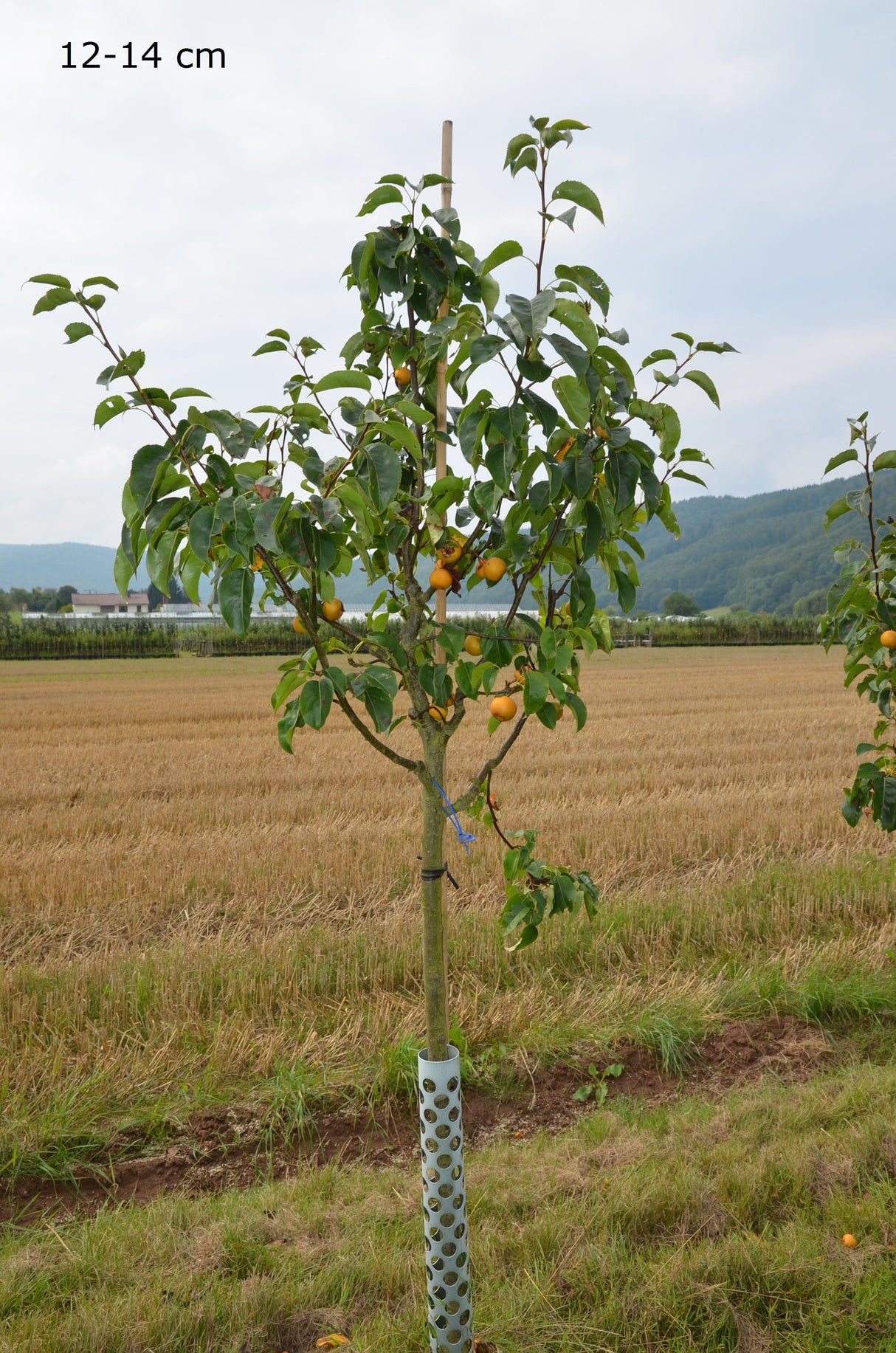 Pyrus pyraster 'Kumoi' CAC Birne Nashi 'Kumoi'