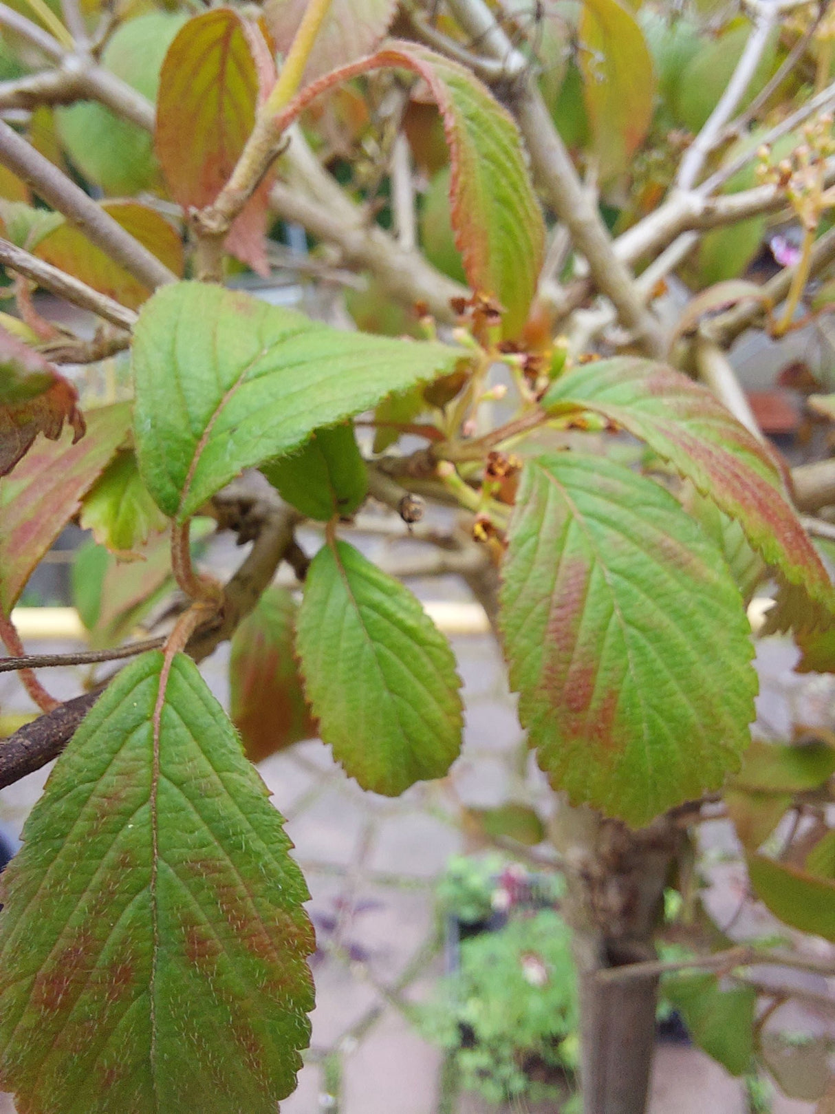 Viburnum plicatum 'Summer Snowflake' Japan.Schneeball 'Summer Snowflake'