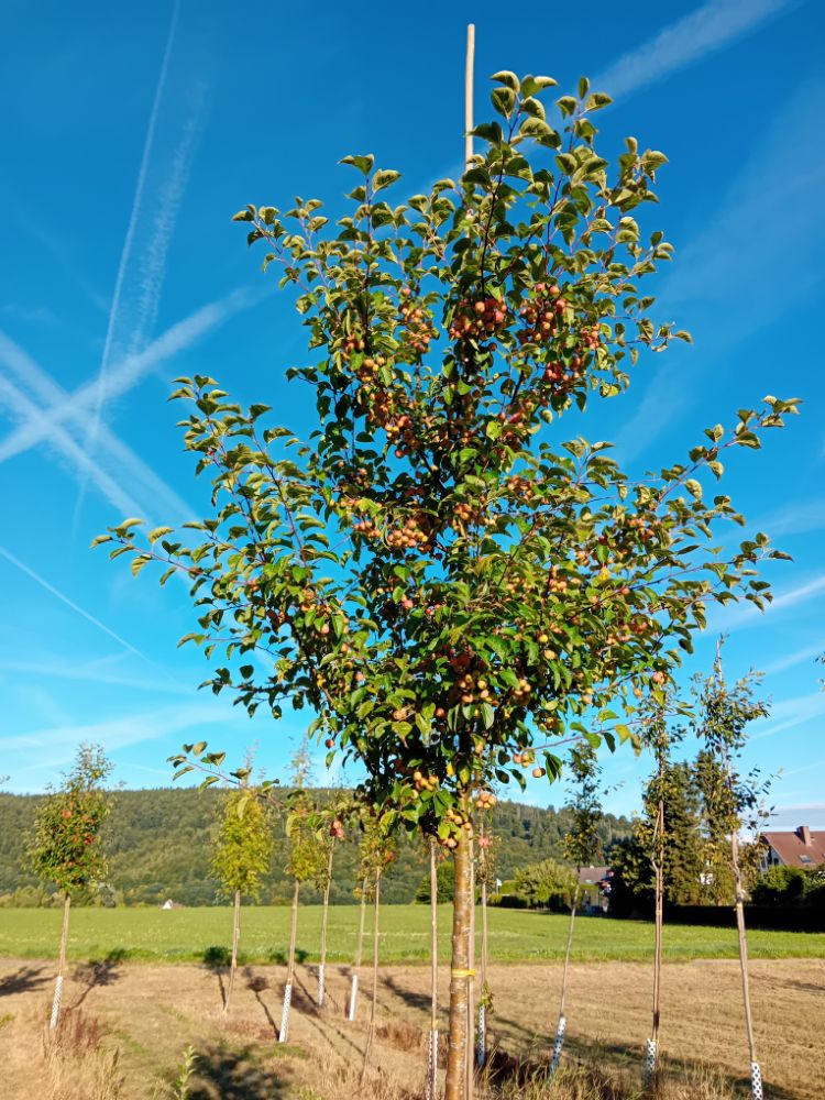 Malus 'Evereste' -R- Zierapfel 'Evereste' -R-