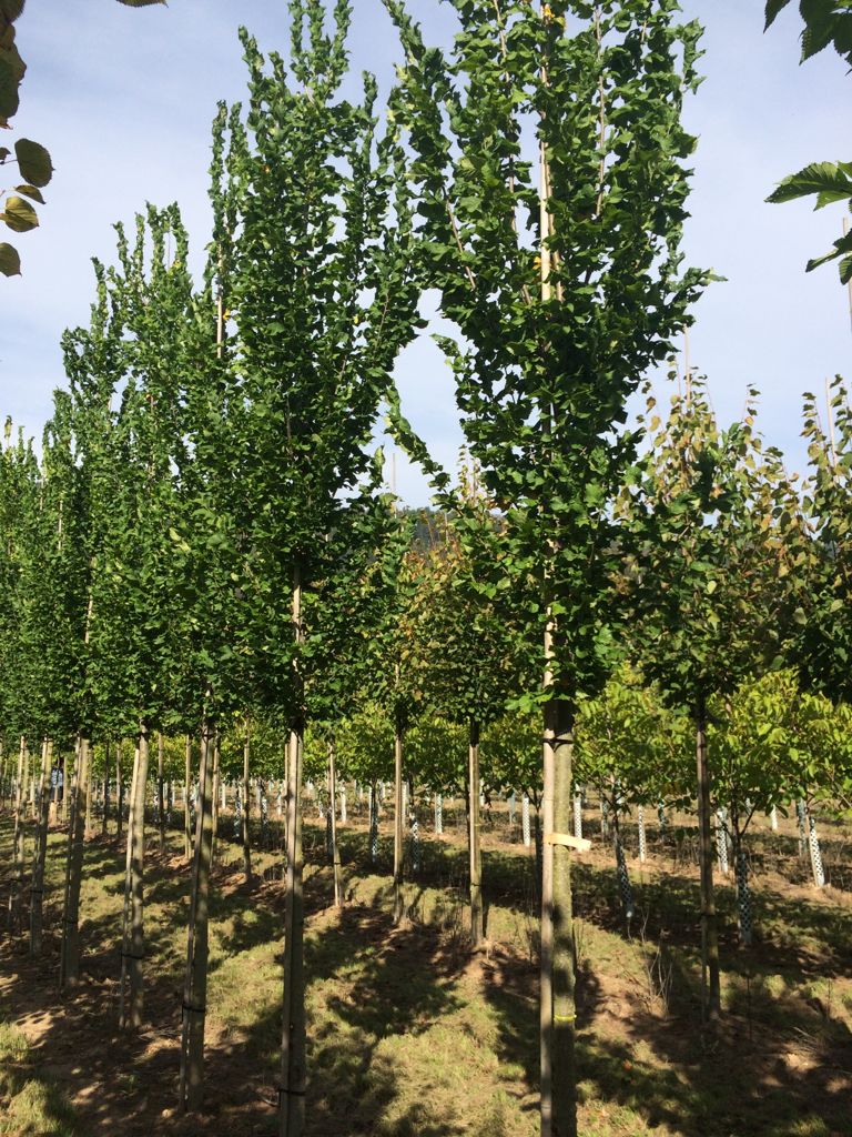 Ulmus 'Columella' -S- Ulme 'Columella' -S-