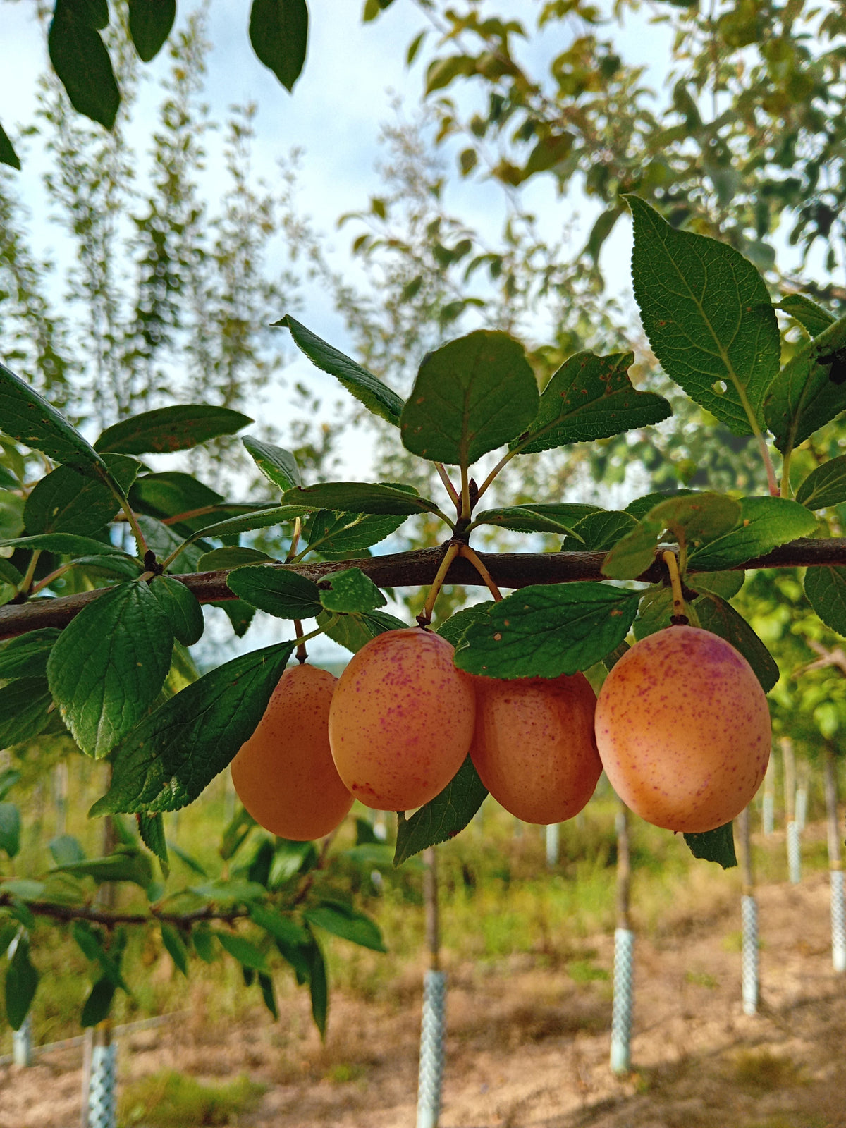 Prunus syr.'Miroma' Mirabelle 'Miroma'