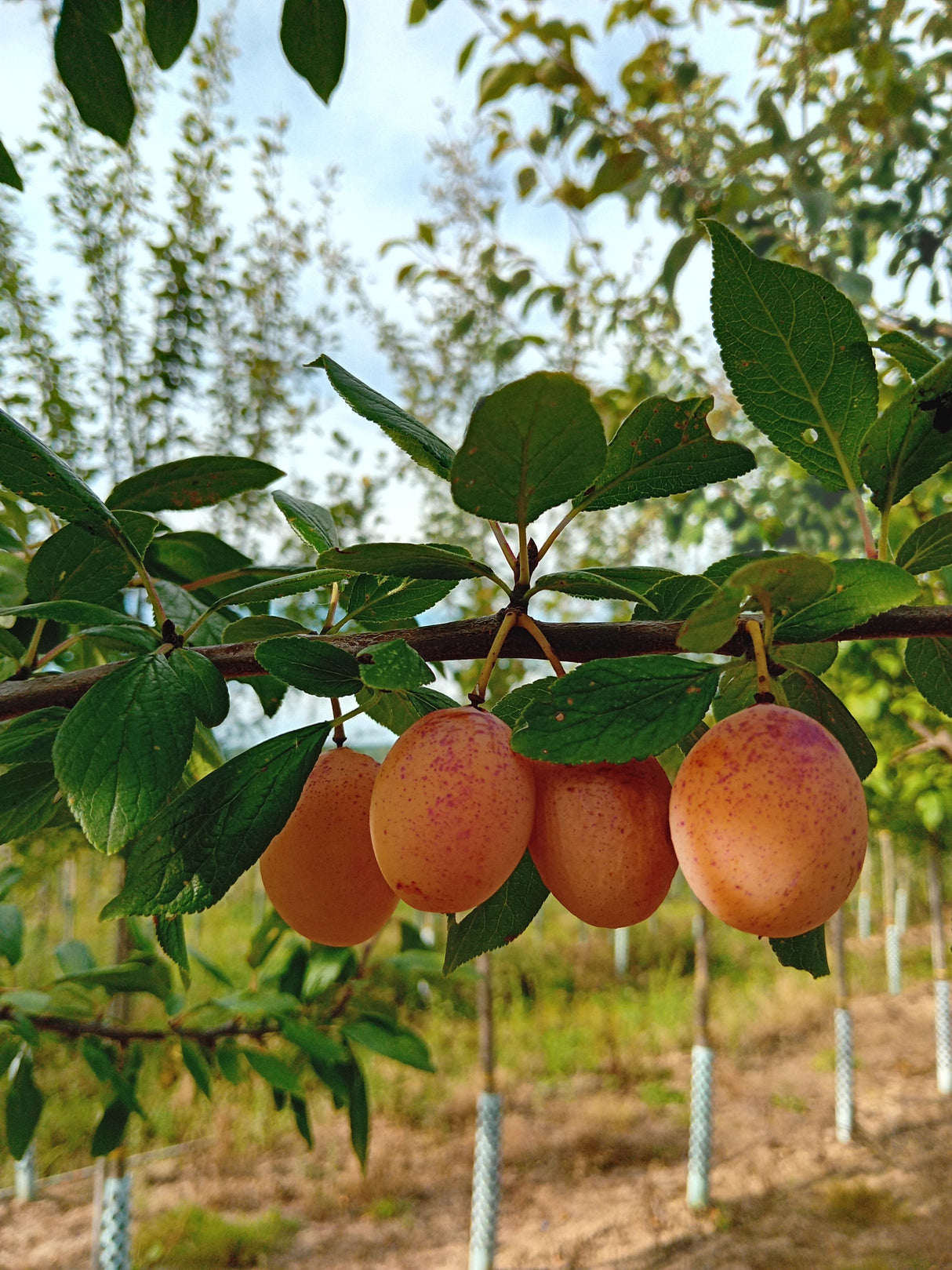 Prunus syr.'Miroma' Mirabelle 'Miroma'