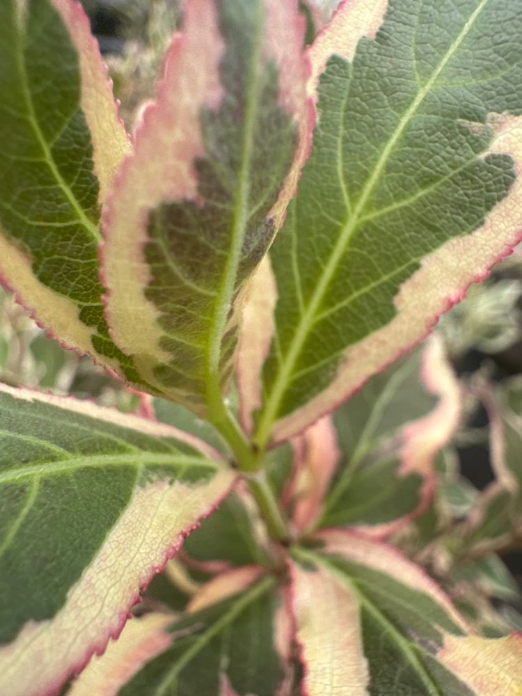 Weigela florida 'All Summer Monet' -R- Zwerg-Weigelie 'All Summer Monet' -R-