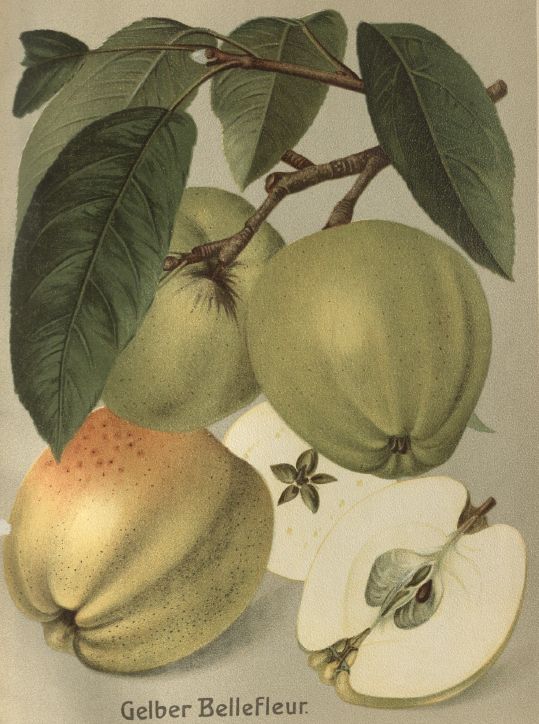 Malus 'Gelber Bellefleur' CAC Apfel 'Gelber Bellefleur' mittel