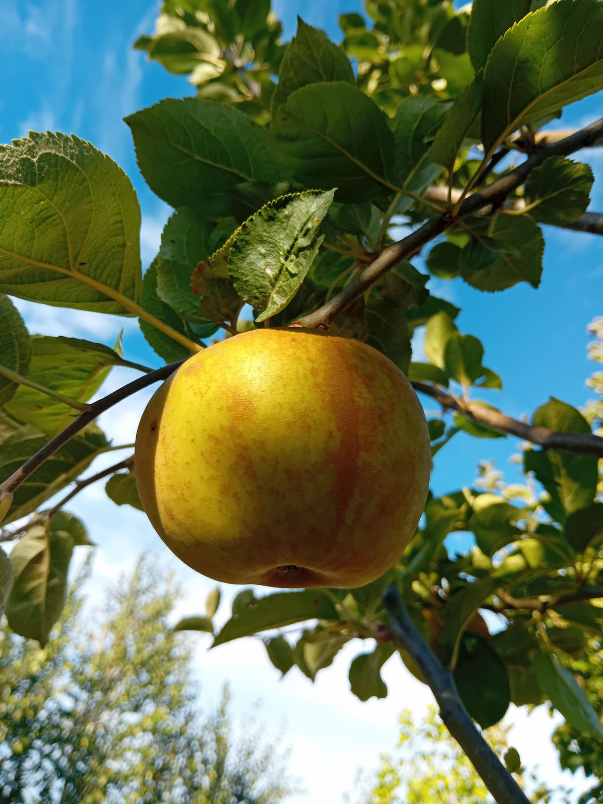 Malus 'Zabergäu Renette' CAC Apfel 'Zabergäu Renette' mittel