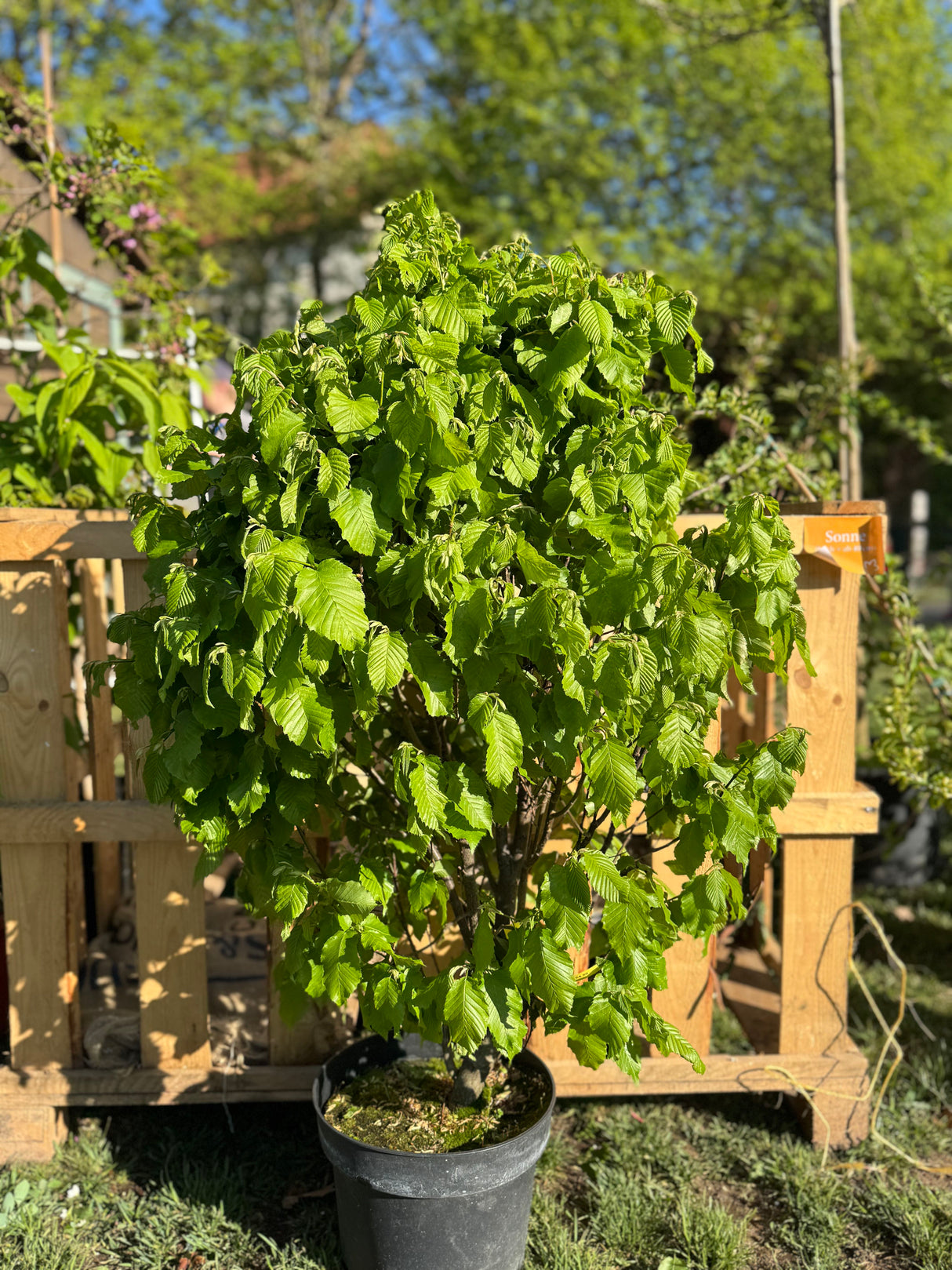Carpinus betulus 'Monumentalis' Säulen-Hainbuche 'Fastigiata Monument'