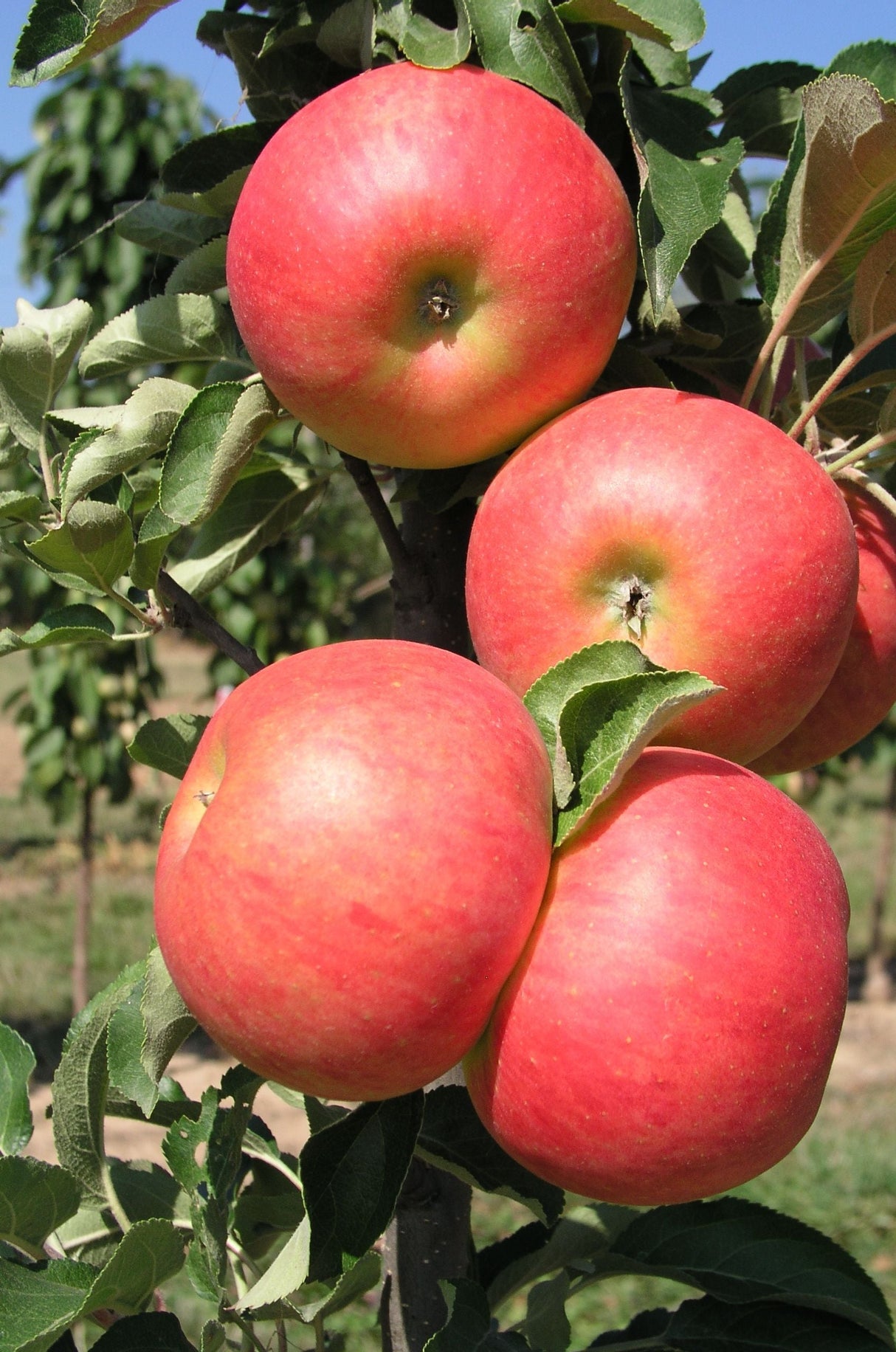 Malus 'Starcats' -S- CAC Säulenapfel 'Starcats' -S-