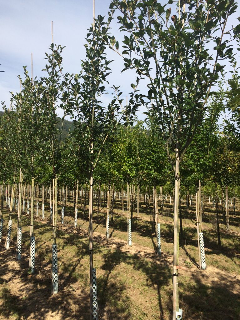 Crataegus lavallei 'Carrierei' Apfeldorn