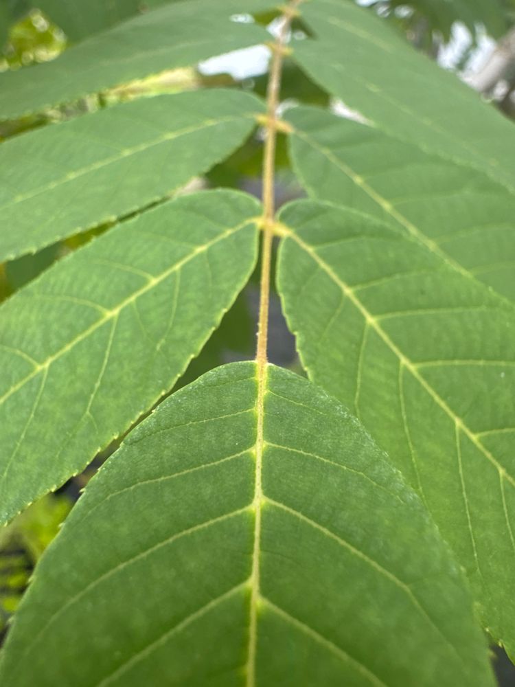 Maackia amurensis Asiatisches Gelbholz