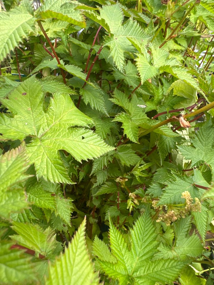 Filipendula palmata 'Nana' Zwergiges Mädesüß