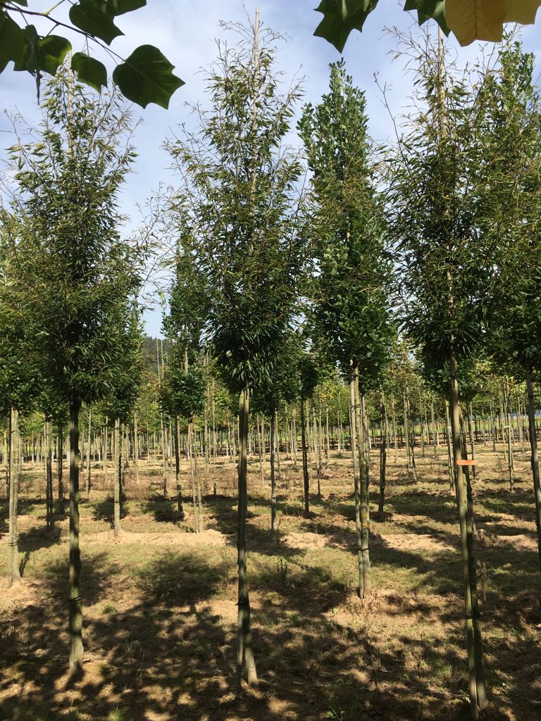 Fagus sylvatica 'Asplenifolia' Farnblättrige Rotbuche