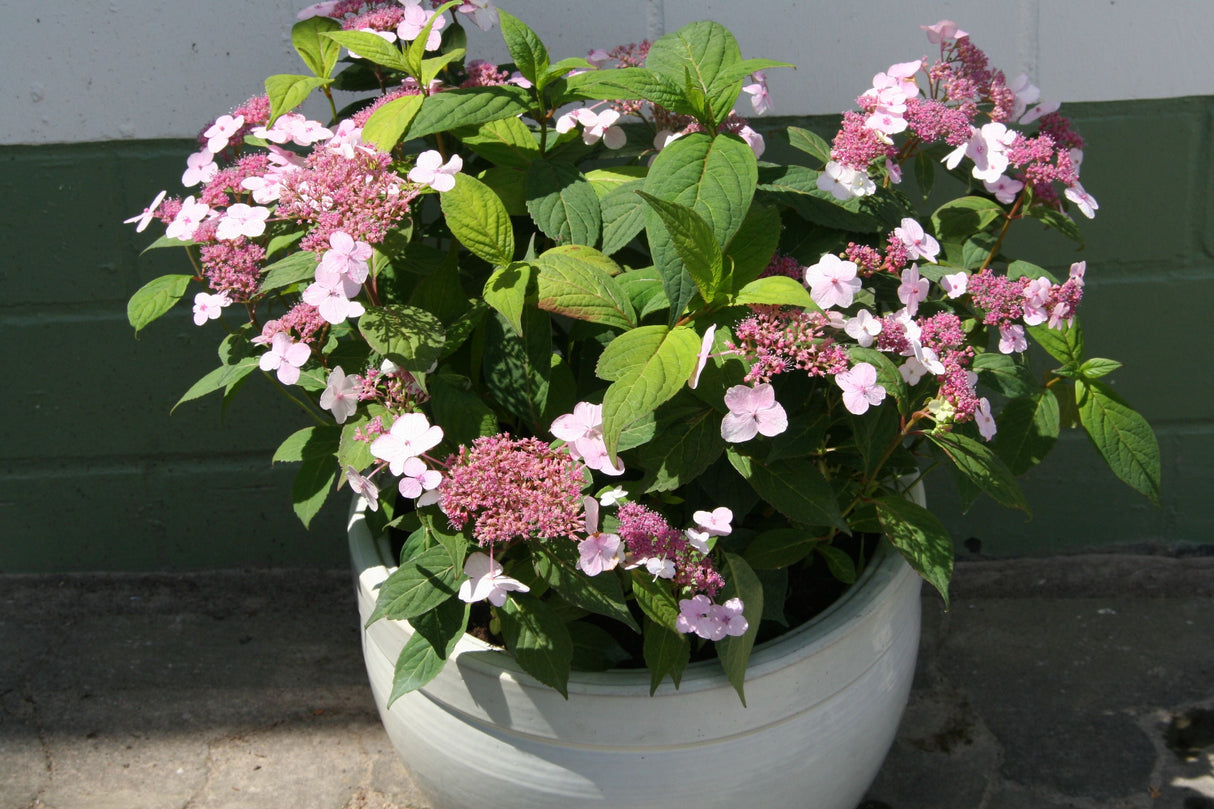 Hydrangea serrata 'Oamacha' Japanische Teehortensie