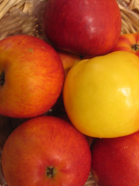 Malus 'Rubinola' -S- CAC Apfel 'Rubinola' -S-