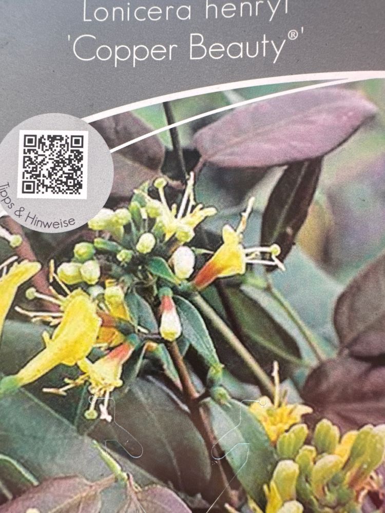 Lonicera henryi 'Copper Beauty' Immergrüne Geißschlinge