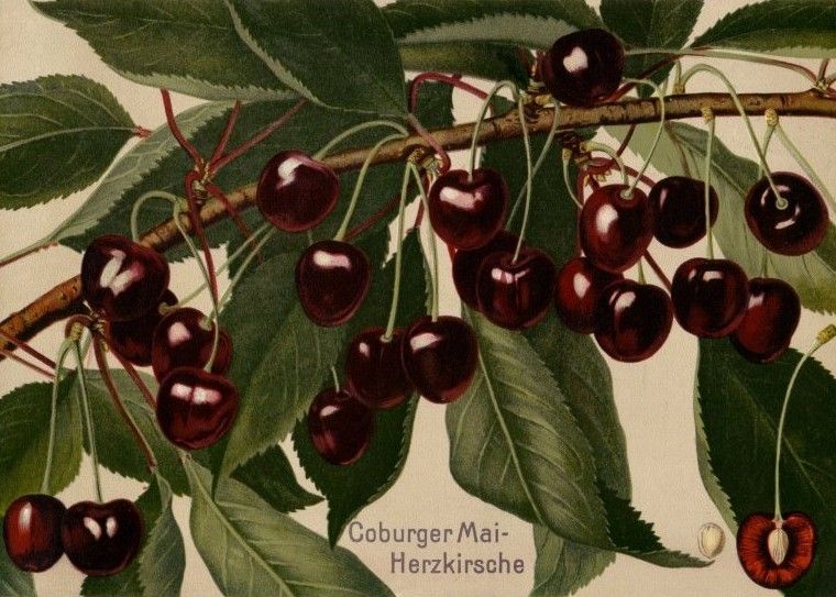 Prunus av.'Coburger Maiherz' CAC Süßkirsche 'Coburger Maiherz'