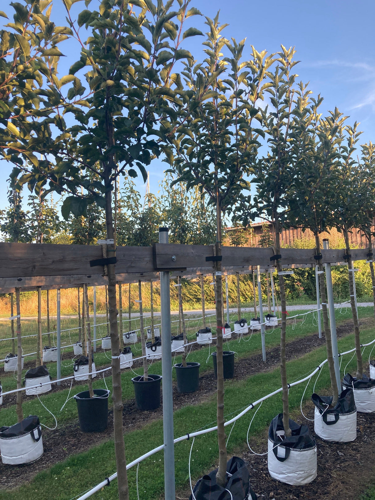 Malus 'Mariella' -S- CAC Apfel 'Mariella'