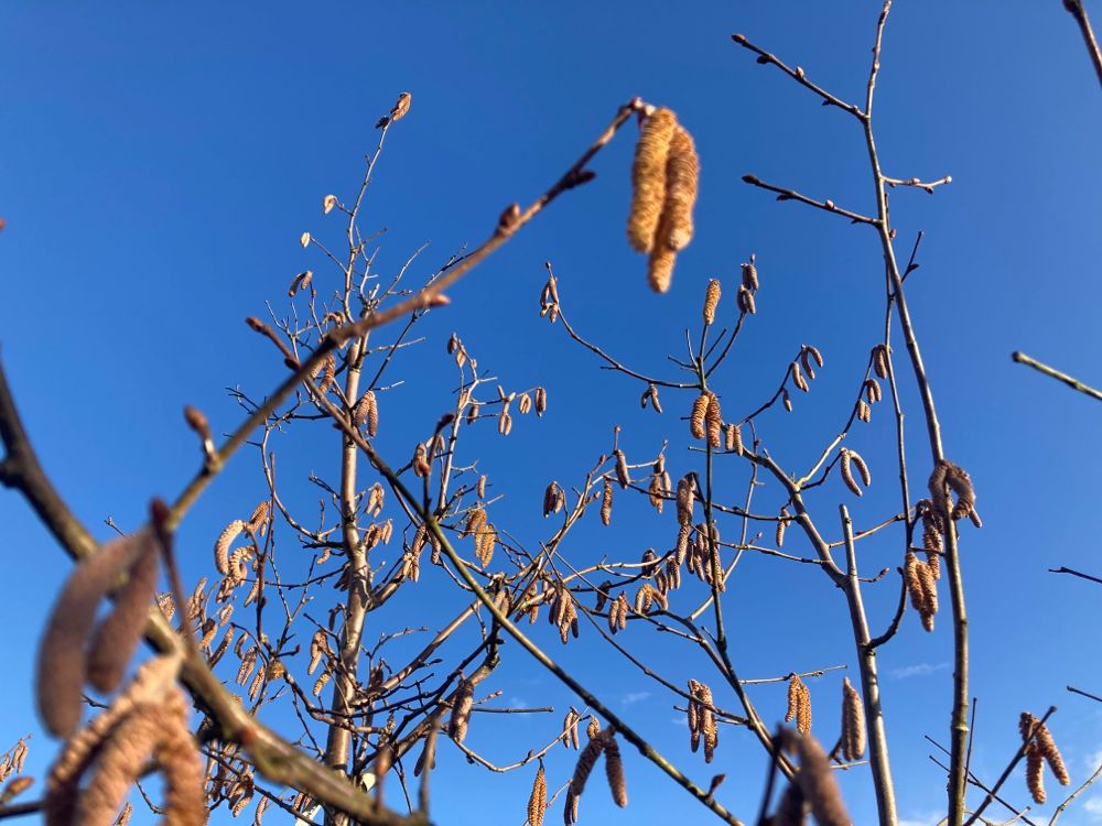 Corylus av.'Corabel' CAC Haselnuß `Corabel`