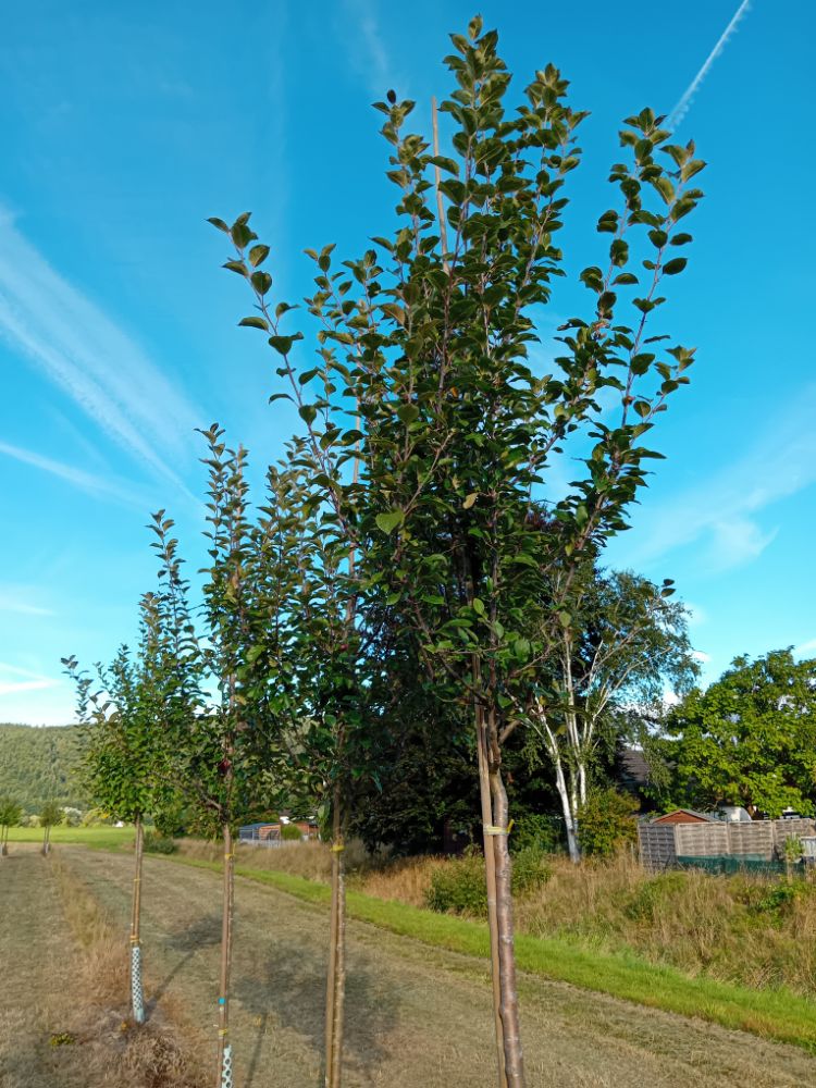 Malus 'Maggy' CAC Rotfleischiger Apfel 'Maggy'