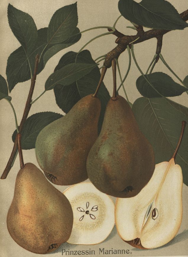 Pyrus com.'Prinzessin Marianne' CAC Birne 'Prinzessin Marianne'