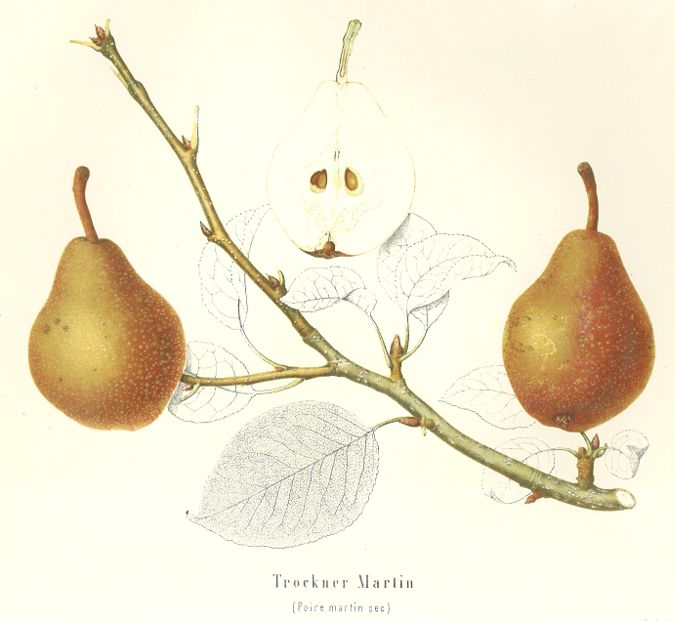 Pyrus com.'Trockener Martin' CAC Birne 'Trockener Martin'