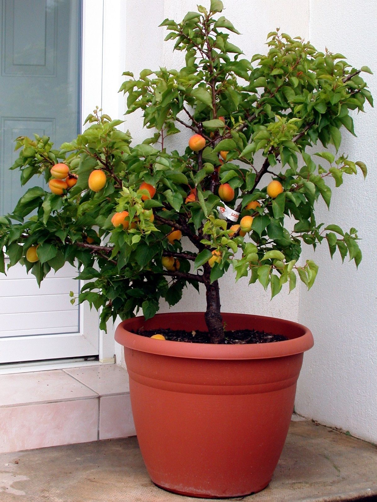 Prunus arm.'Aprigold' CAC Zwerg-Aprikose 'Aprigold'
