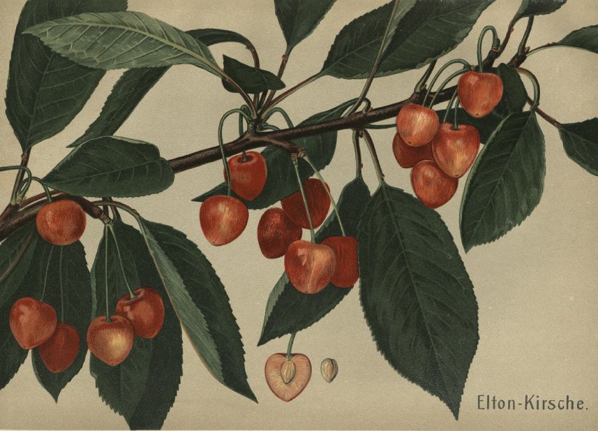 Prunus av.'Elton' CAC Süßkirsche 'Elton' 2-3.KW
