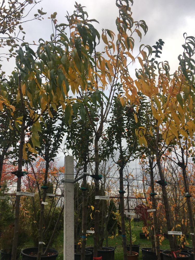 Prunus nuc.'Rhonegold' CAC Nektarine 'Rhonegold'