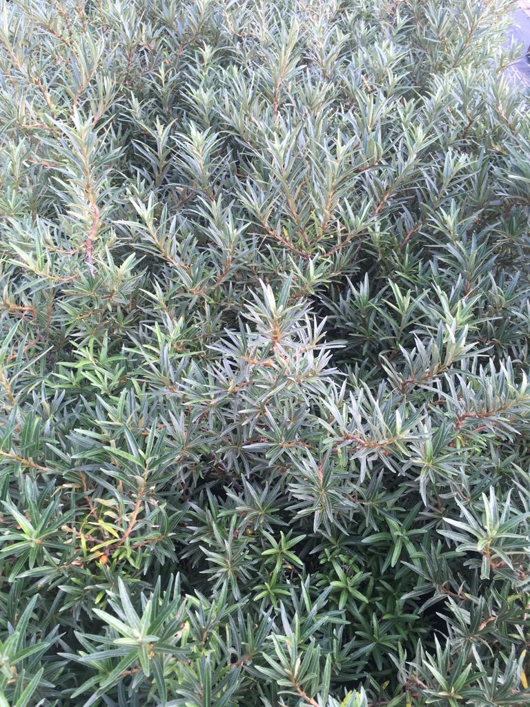Hippophae rhamnoides 'Tytti' weiblich Sanddorn, weibl. 'Tytti'