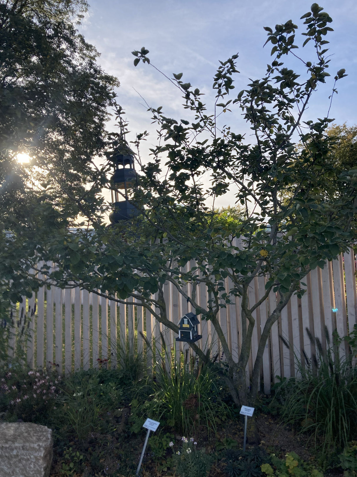 Cydonia oblonga Quitte